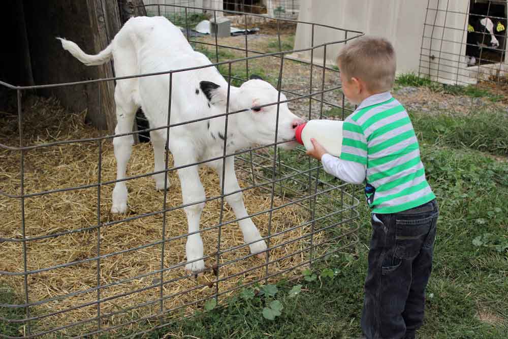 Lancaster County fun farm stay for kids