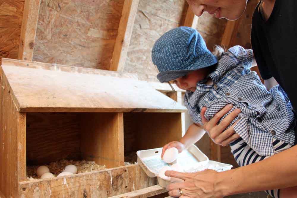 gathering eggs at Lancaster farmstay