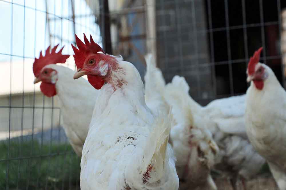 farm animals at Meadow View K Farm Guest House