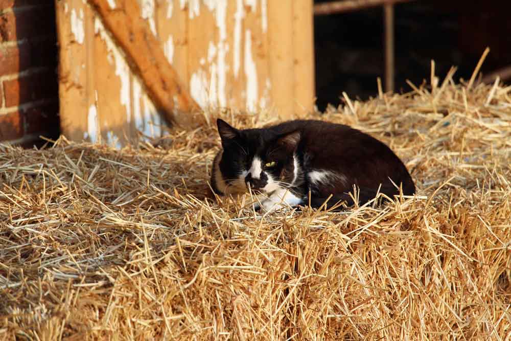 Lancaster PA farm lodging