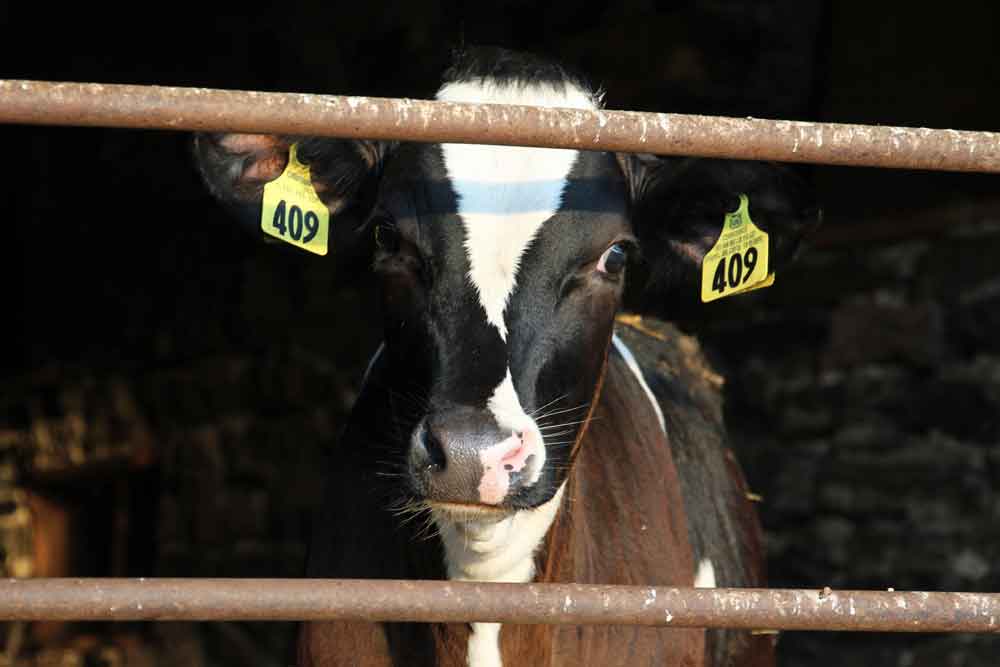 farm animals at Meadow View K Farm Guest House