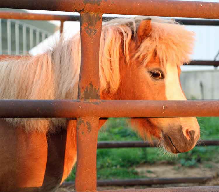 farm stay Lancaster PA