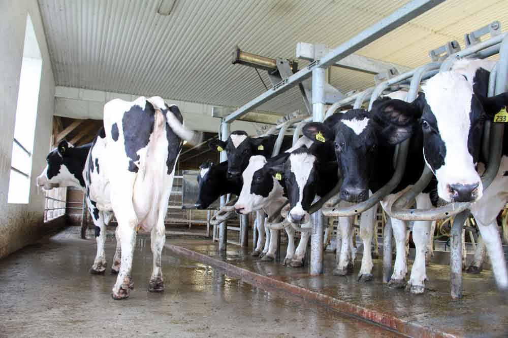 milking parlor at Meadow View K Farm Guest House